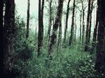 Woods and trees scene